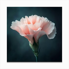 Pink Carnation Canvas Print