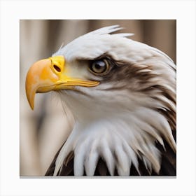 Bald Eagle Canvas Print