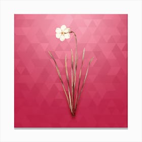 Vintage Narcissus Poeticus Botanical in Gold on Viva Magenta n.0030 Canvas Print