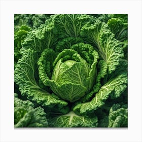 Cabbage Close Up Canvas Print