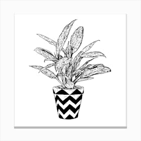 Chinese Evergreen Square Canvas Print