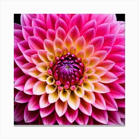 Vibrant pink dahlia flower 4 Canvas Print