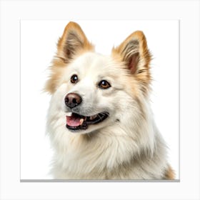 Icelandic Sheepdog Dog Portrait Stampe su tela