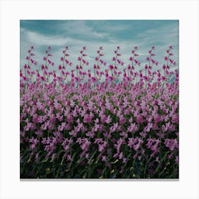 Field Of Pink Flowers Canvas Print