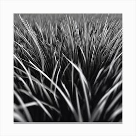 Grass Field In Black And White Canvas Print