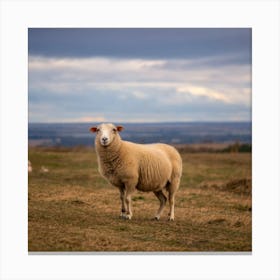 Sheep In Field Canvas Print