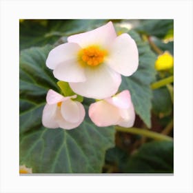 Viola White Canvas Print