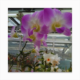 Orchids In A Greenhouse 8 Canvas Print