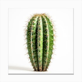 Cactus 1 Canvas Print