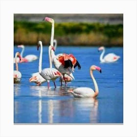 Flamingos In The Water Canvas Print