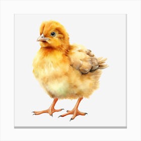 Chicken 6 Canvas Print