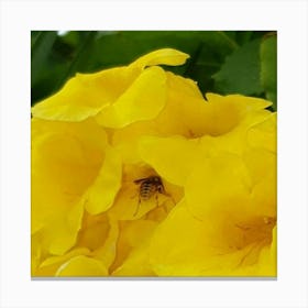 Bee On Yellow Flowers Canvas Print