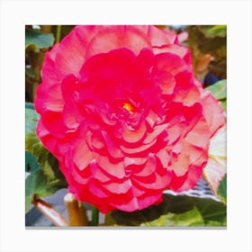 Red Begonia Canvas Print