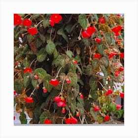 Red Narcissi Canvas Print