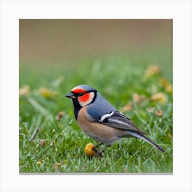 Rufous-Tailed Robin 1 Canvas Print