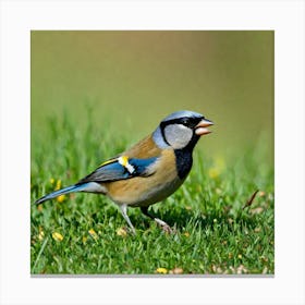 Tawny Tit Canvas Print