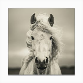 White Horse Canvas Print