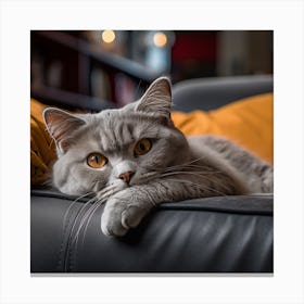 Grey Cat Laying On Couch Canvas Print
