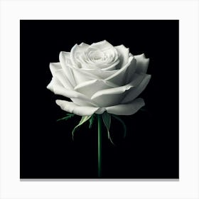 White Rose 3 Canvas Print