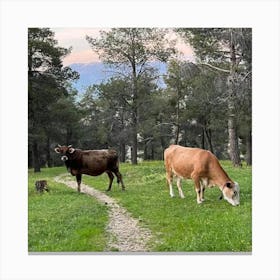Cows Grazing In The Mountains Canvas Print