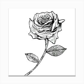 Rose Tattoo 1 Canvas Print