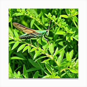 Grasshoppers Insects Jumping Green Legs Antennae Hopper Chirping Herbivores Garden Fields (17) Canvas Print