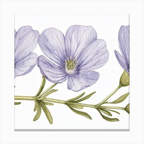 Phlox Canvas Print