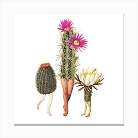 Cactus Trio Square Canvas Print