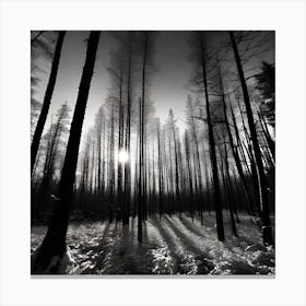 Black And White Forest 5 Canvas Print