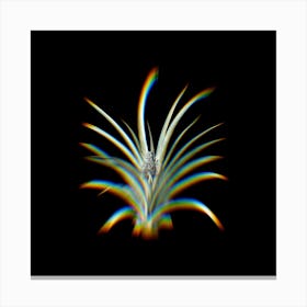 Prism Shift Pineapple Botanical Illustration on Black n.0436 Canvas Print
