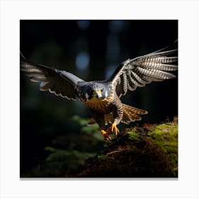 Peregrine Falcon in Flight Canvas Print