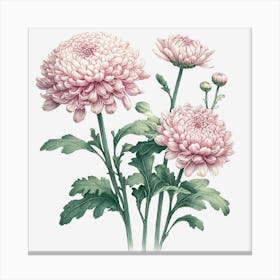 Chrysanthemum 1 Canvas Print