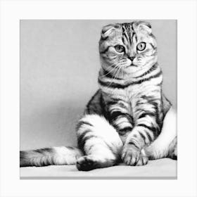 Black And White Cat Canvas Print