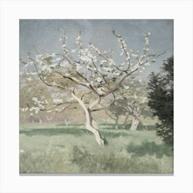 Blossoming Apple Tree Canvas Print