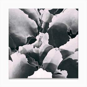 Blooming In Black And White Canvas Print