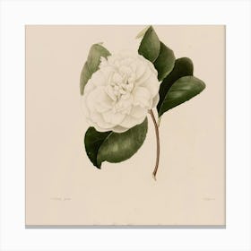 Camellia 1 Canvas Print