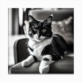 Black And White Cat 26 Canvas Print