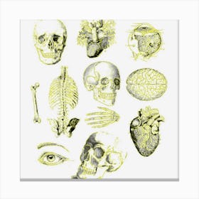 Vintage Anatomy For Medical Student Retro Halloween Skull Canvas Print