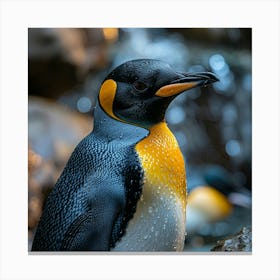 King Penguin 11 Canvas Print