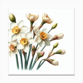 Flowers of Narcissus Canvas Print