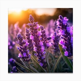 Lavender Field At Sunset 1 Canvas Print