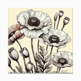 Poppy flowers 2 Canvas Print