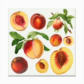 Peach Painting Canvas Print