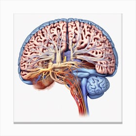 Human Brain 48 Canvas Print