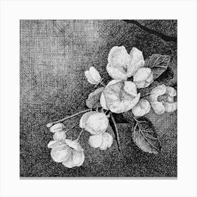 Apple Blossoms Canvas Print