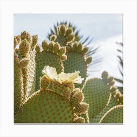 Blooming Cactus Plant Square Canvas Print