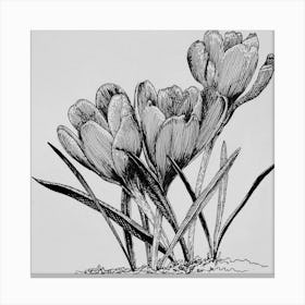 Crocuses Canvas Print