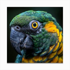Parrot 18 Canvas Print