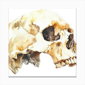 Skull Watercolor Illustration Canvas Print