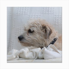 Dog Laying On A Blanket 1 Canvas Print